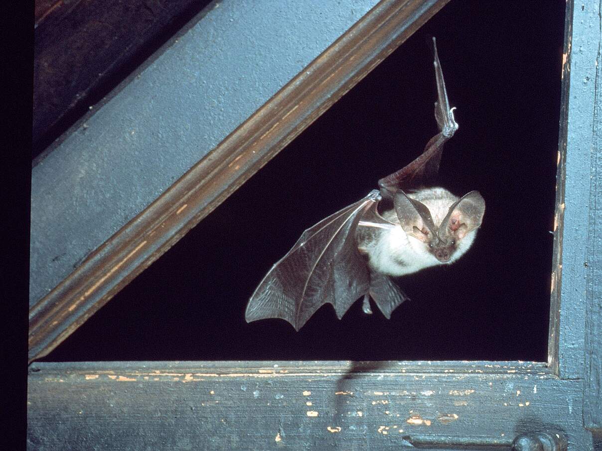 Fledermaus im Flug