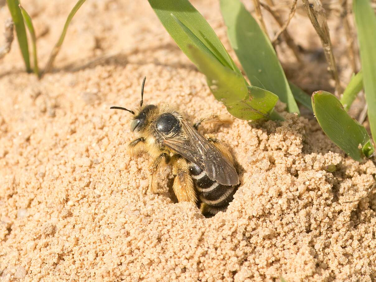 Eine Wildbiene im Sand.