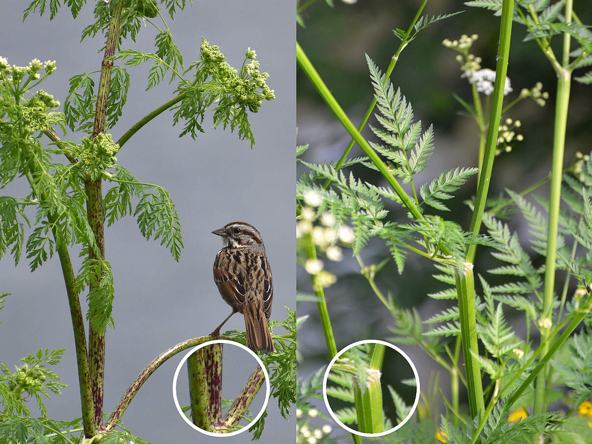 Zum Verwechseln ähnlich: Der Wiesenkerbel (rechts) hat jedoch keinen gefleckten Stiel wie der Schierling (links)