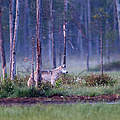 Wolf im Wald © Ralph Frank / WWF