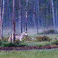 Wolf im Wald © Ralph Frank / WWF
