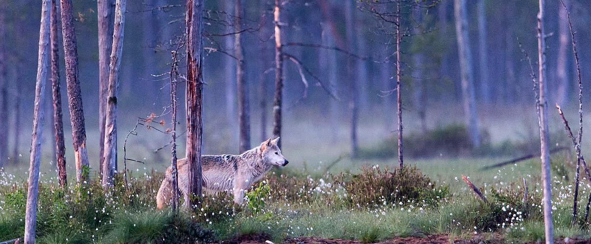 Wolf im Wald © Ralph Frank / WWF