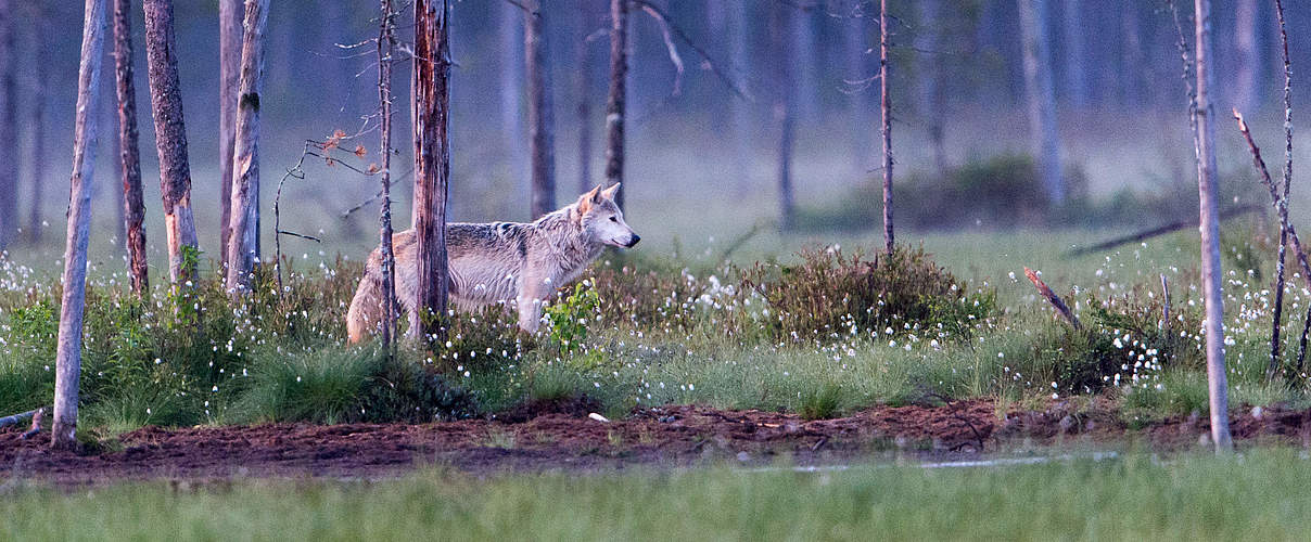 Wolf im Wald © Ralph Frank / WWF