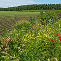 Acker mit Wildblumen © photonaj / iStock / Getty Images Plus