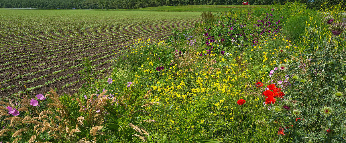 Acker mit Wildblumen © photonaj / iStock / Getty Images Plus