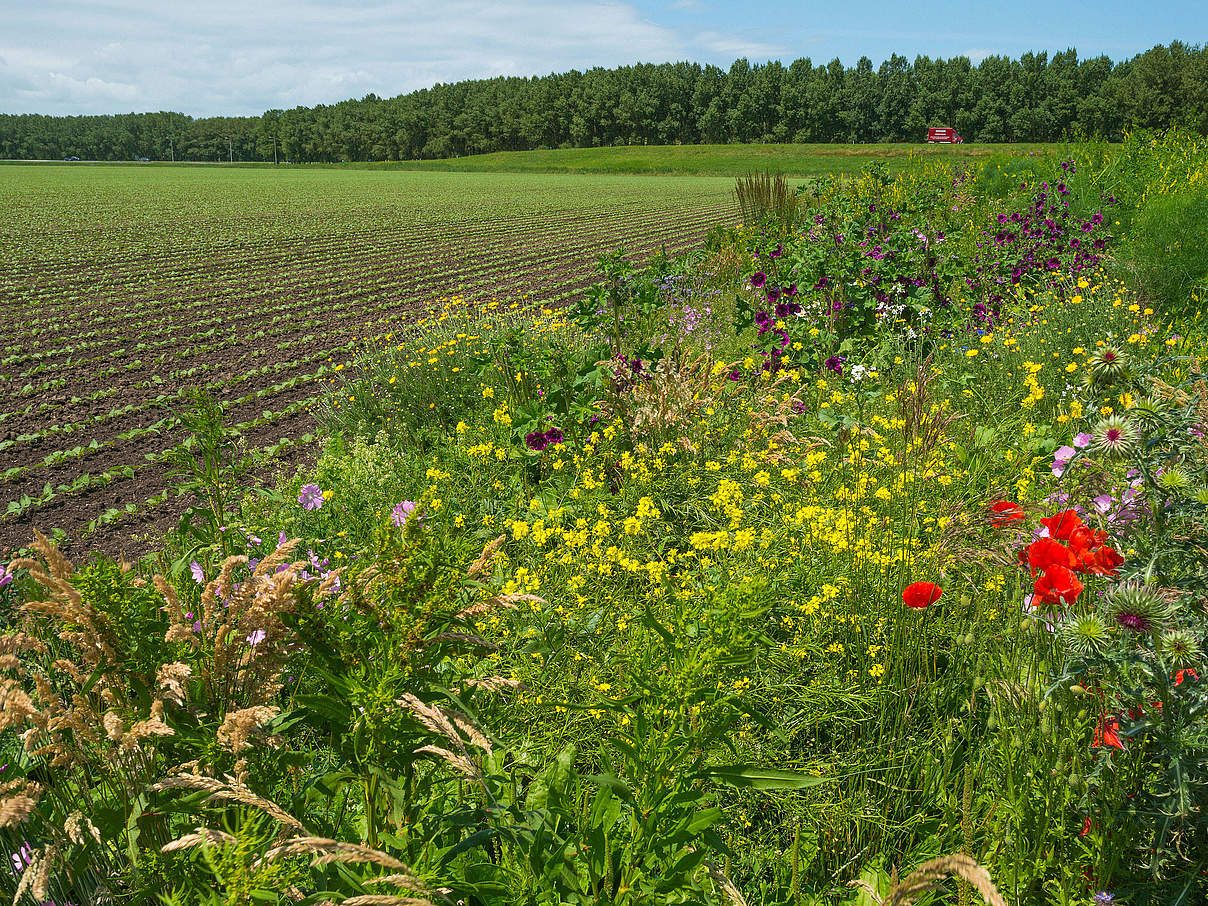 Acker mit Wildblumen © photonaj / iStock / Getty Images Plus