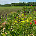 Acker mit Wildblumen © photonaj / iStock / Getty Images Plus