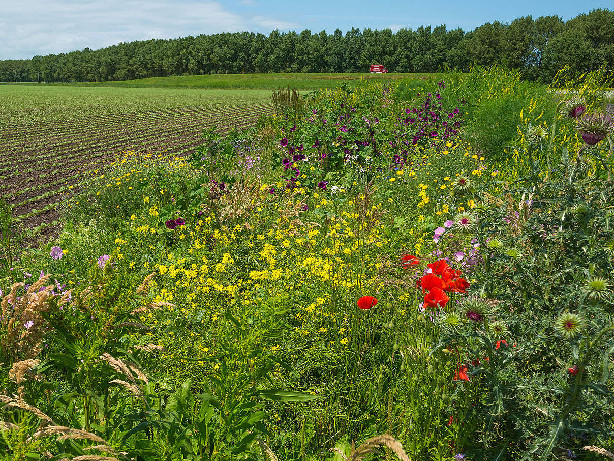 Acker mit Wildblumen © photonaj / iStock / Getty Images Plus Acker mit Wildblumen © photonaj / iStock / Getty Images Plus