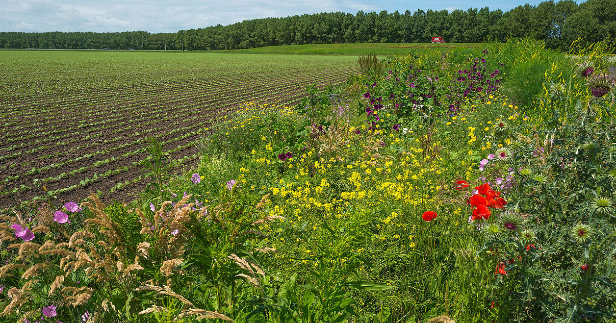 Fallbeispiele für Landwirtschaft und Ernährung in DE | WWF