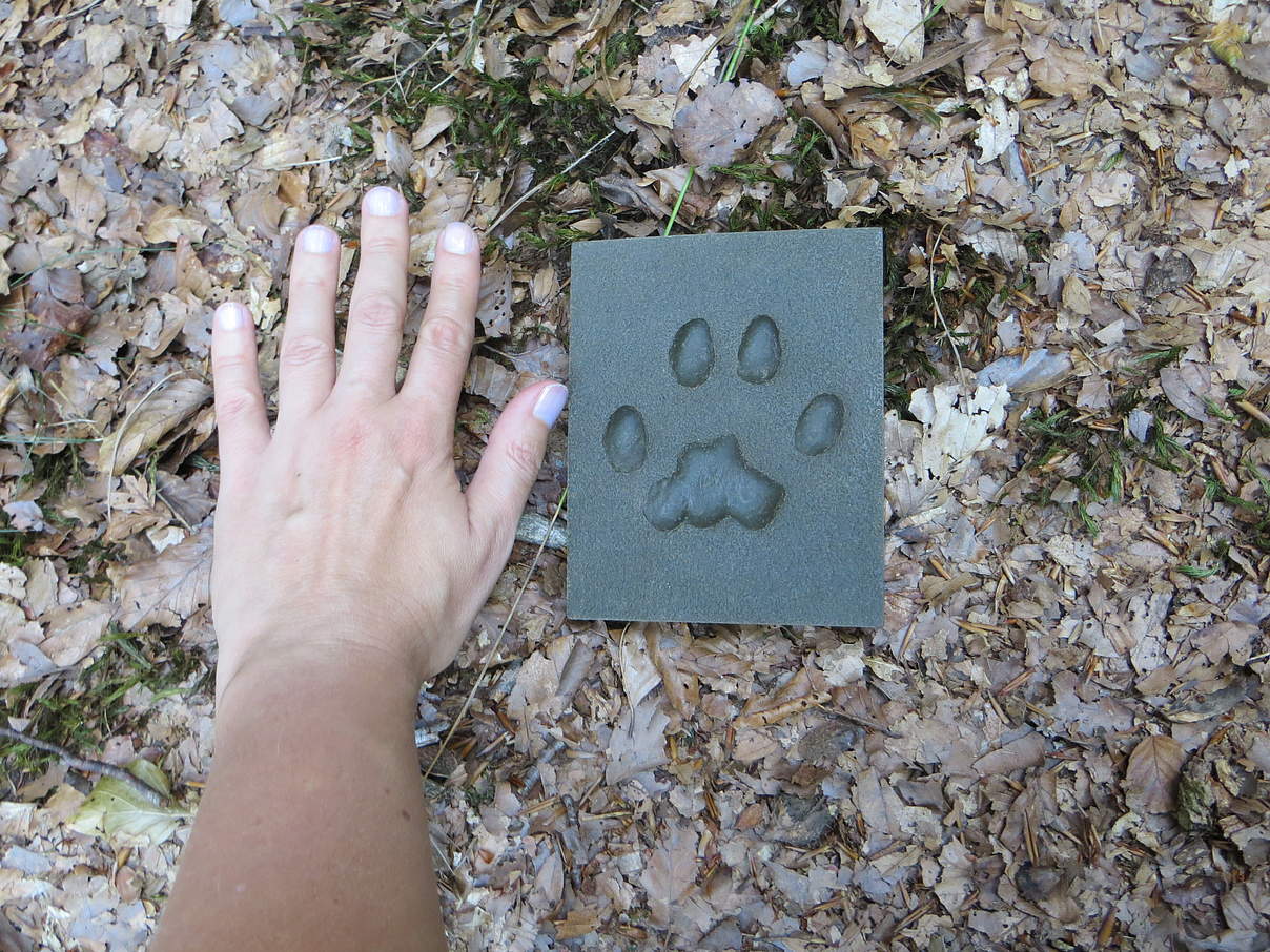 Luchsspur © Melissa Friebe / WWF