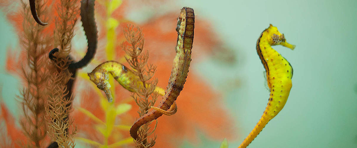 Seepferdchen bei der Paarung © slovegrove / iStock / Getty Images