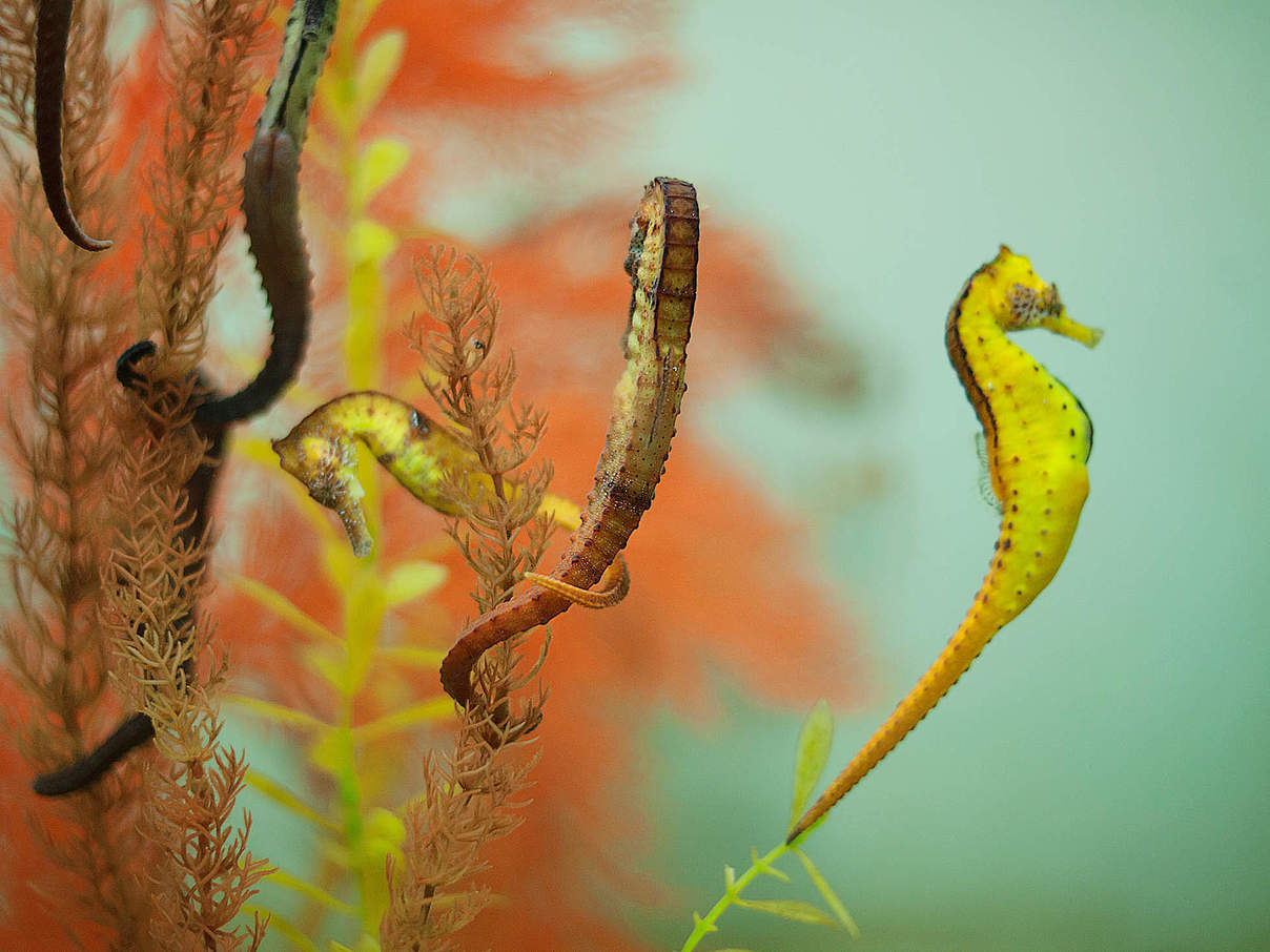 Seepferdchen bei der Paarung © slovegrove / iStock / Getty Images