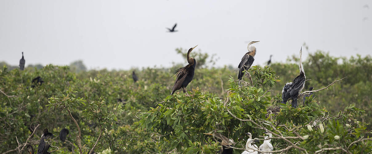 Artenvielfalt in Vietnam © Thomas Cristofoletti / WWF-US