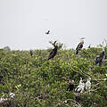 Artenvielfalt in Vietnam © Thomas Cristofoletti / WWF-US