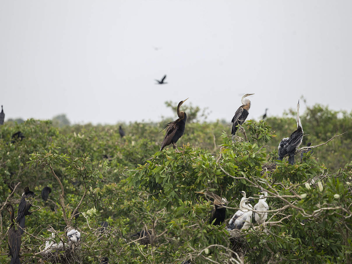 Artenvielfalt in Vietnam © Thomas Cristofoletti / WWF-US