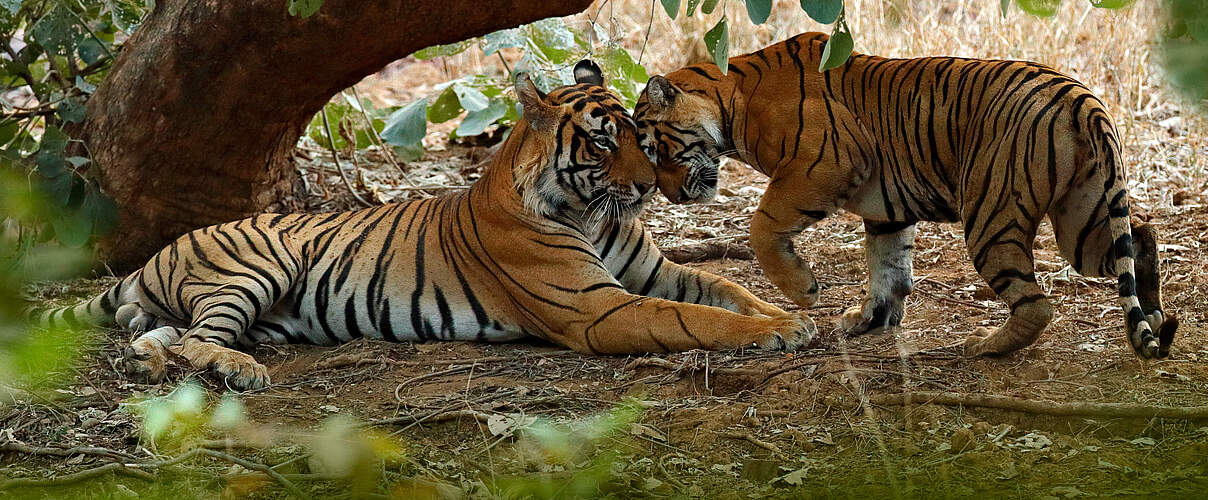 Zwei wildlebende Tiger im Ranthambore Tiger Reserve in Indien © Ondrej Prosicky / iStock / WWF-Australia 