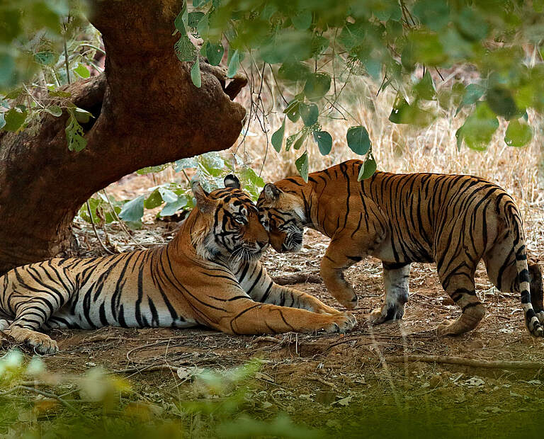 Zwei wildlebende Tiger im Ranthambore Tiger Reserve in Indien © Ondrej Prosicky / iStock / WWF-Australia 