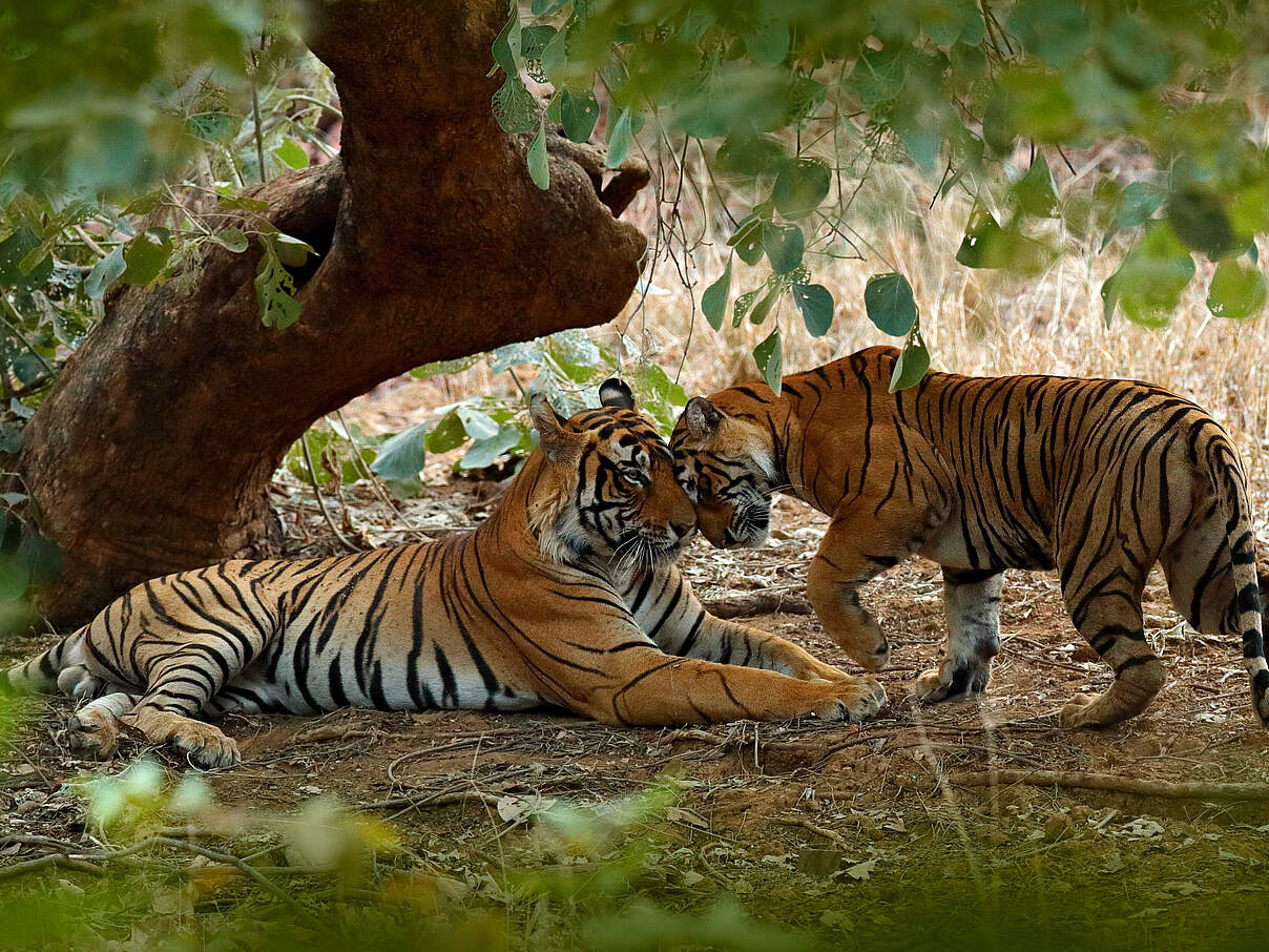 Zwei wildlebende Tiger im Ranthambore Tiger Reserve in Indien © Ondrej Prosicky / iStock / WWF-Australia 