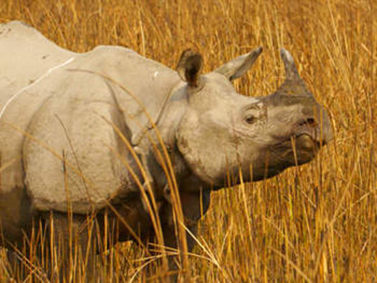 Indisches Nashorn. © Ola Jennersten / WWF-Canon Indisches Nashorn. © Ola Jennersten / WWF-Canon