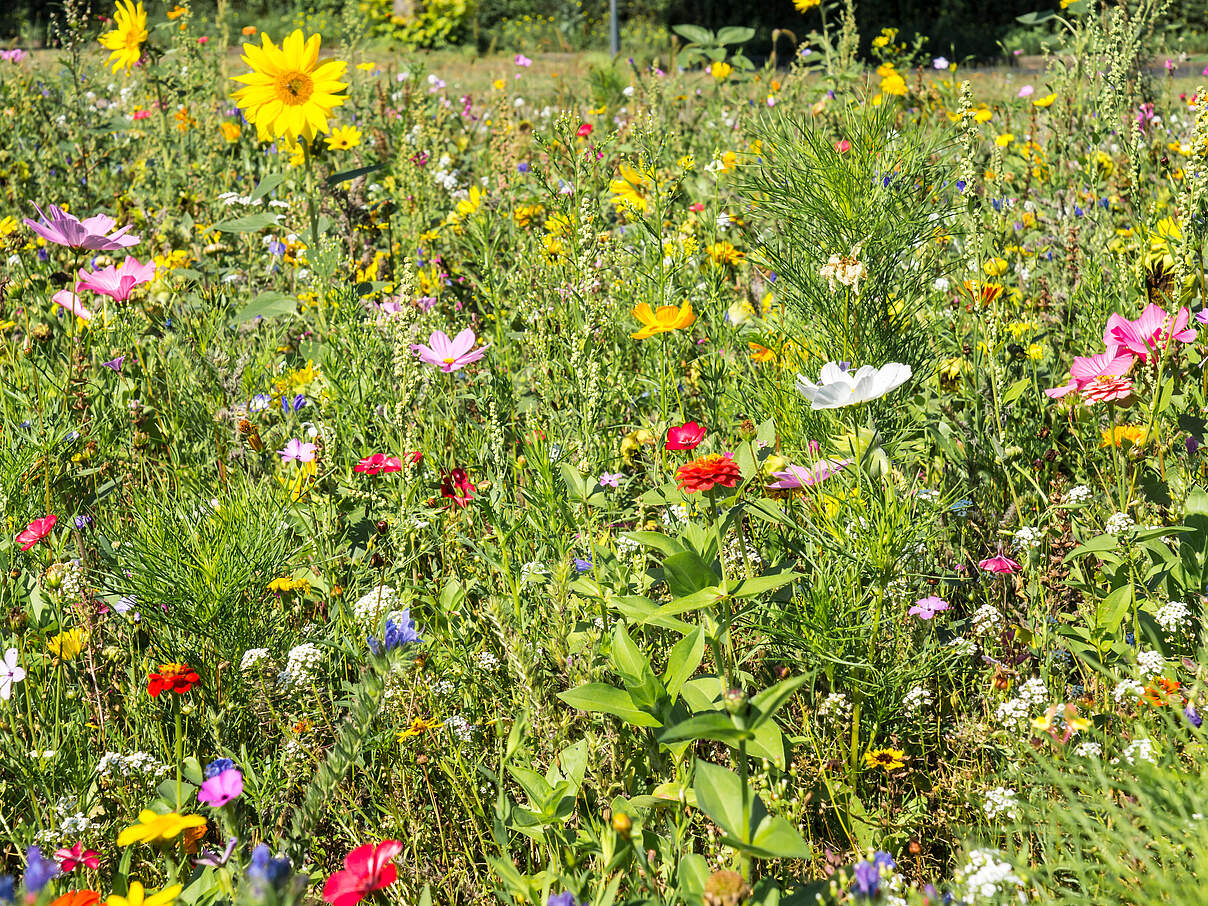 Wunderschön bunt blühende Blumenwiese im Sommer.