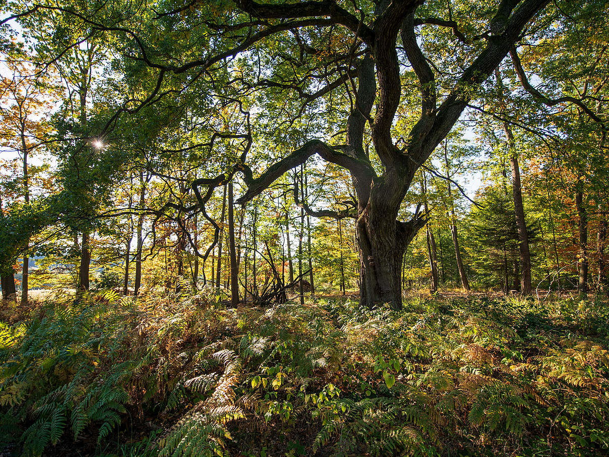 Eiche im Reinhardswald © Naturpark Reinhardswald / Paavo Blafield