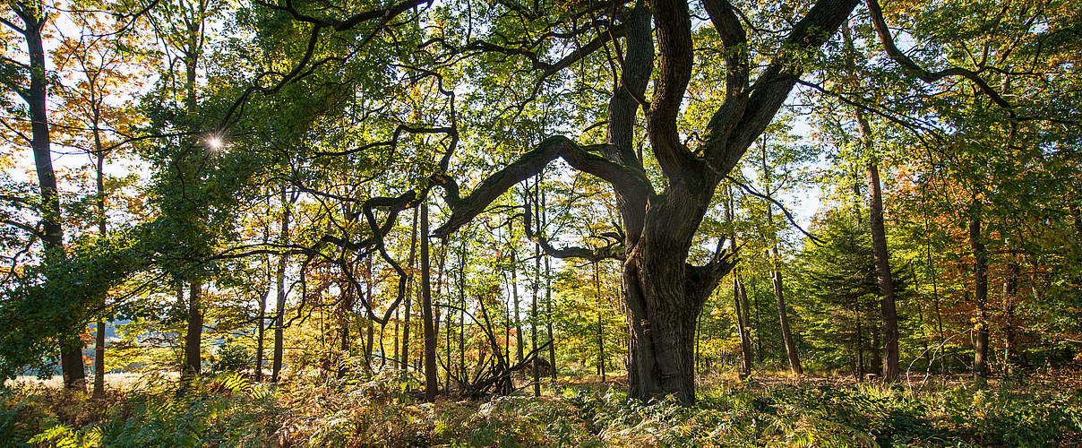 Eiche im Reinhardswald © Naturpark Reinhardswald / Paavo Blafield