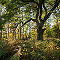 Eiche im Reinhardswald © Naturpark Reinhardswald / Paavo Blafield