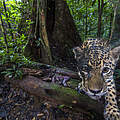 Jaguar im Naturreservat © Emmanuel Rondeau / WWF France