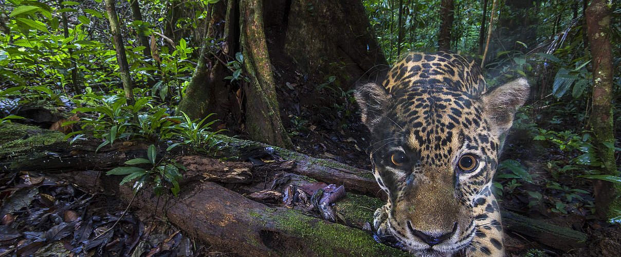 Jaguar im Naturreservat © Emmanuel Rondeau / WWF France