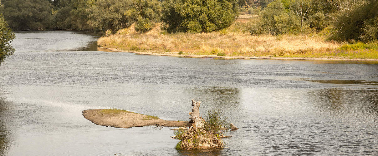 Totholz in der Unteren Mulde © Nele Klimmer / WWF