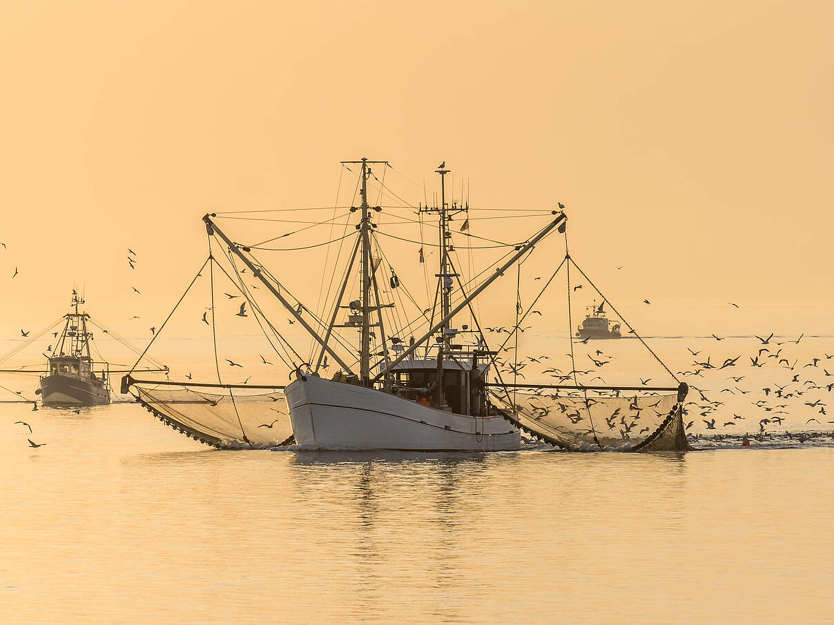 Schleppnetze können erhebliche Schäden an der Meeresumwelt verursachen. © Conny Pokorny/iStock/GettyImages