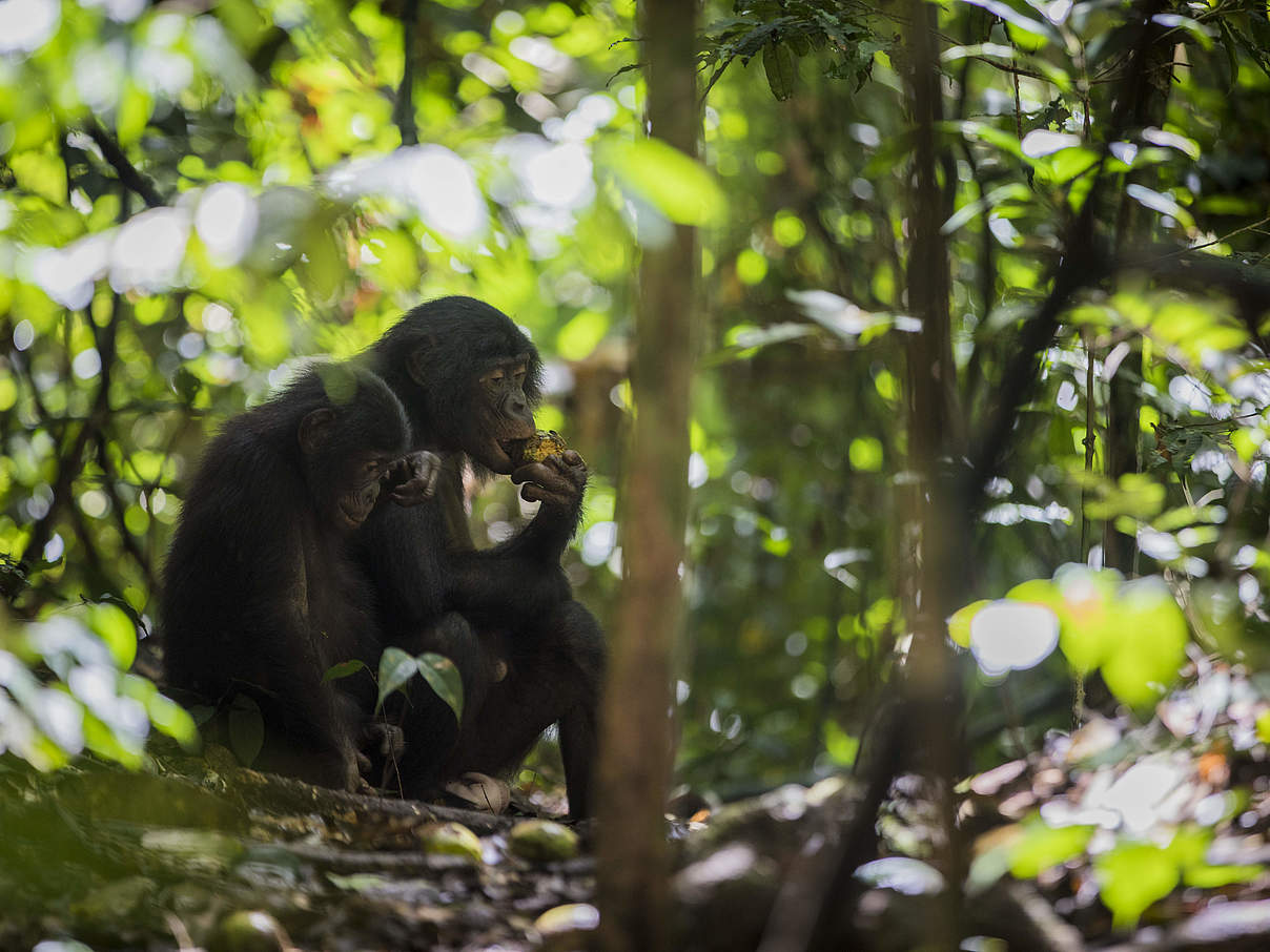 Bonobos in Luikotale © Thomas Nicolon / WWF