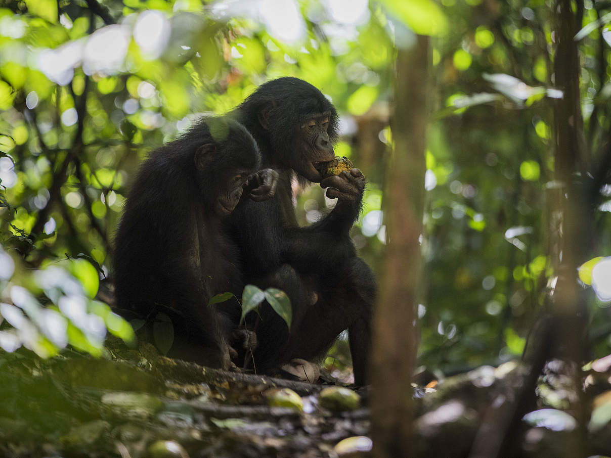 Bonobos in Luikotale © Thomas Nicolon / WWF