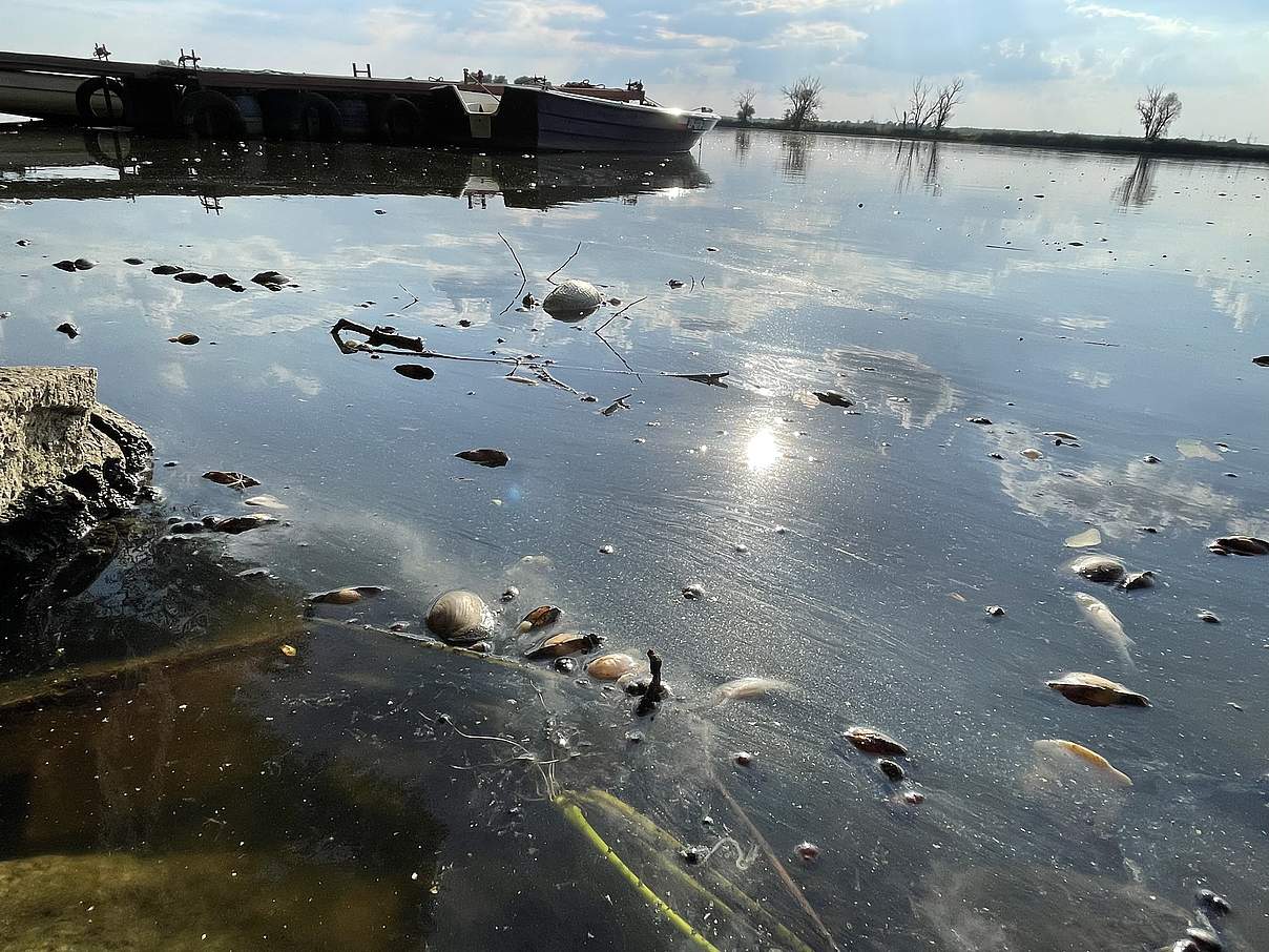 Der WWF ist nach der Umweltkatastrophe in der Oder vor Ort und berichtet über das Fischsterben © Jennifer Janski / WWF
