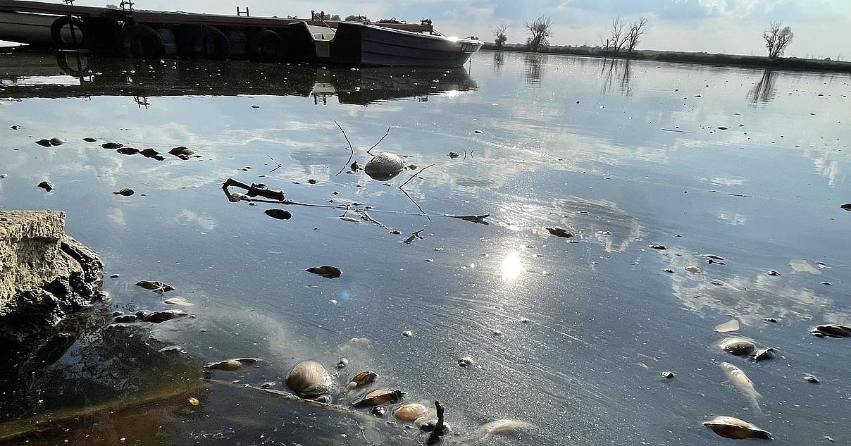 Fischbestand in Oder durch Umweltkatastrophe halbiert WWF
