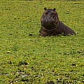 Flusspferd im Selous in Tansania © Michael Poliza / WWF