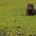 Flusspferd im Selous in Tansania © Michael Poliza / WWF