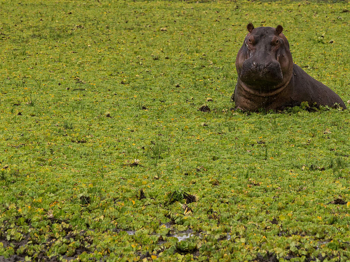 Flusspferd im Selous in Tansania © Michael Poliza / WWF