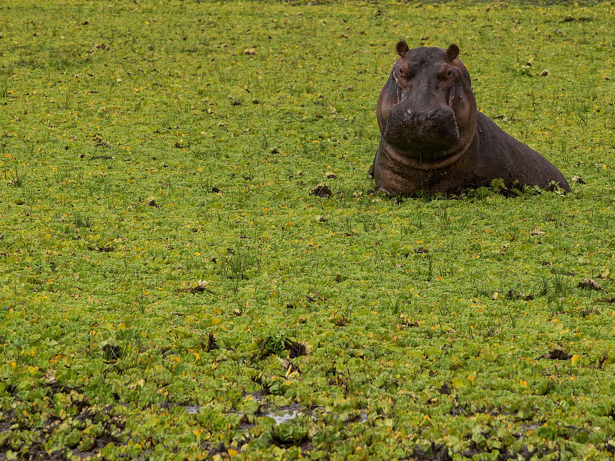 Flusspferd im Selous in Tansania © Michael Poliza / WWF