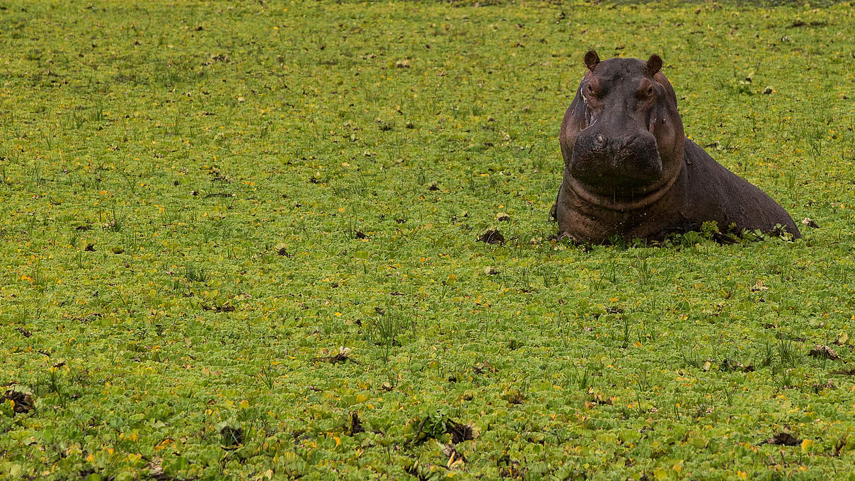 Flusspferd im Selous in Tansania © Michael Poliza / WWF