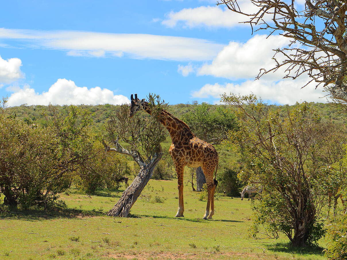 Eine Giraffe frisst an einem Baum in der Ripoi-Conservancy in der der Mara-Siana-Landschaft in Kenia