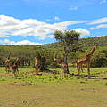 Giraffen in der Ripoi-Conservancy