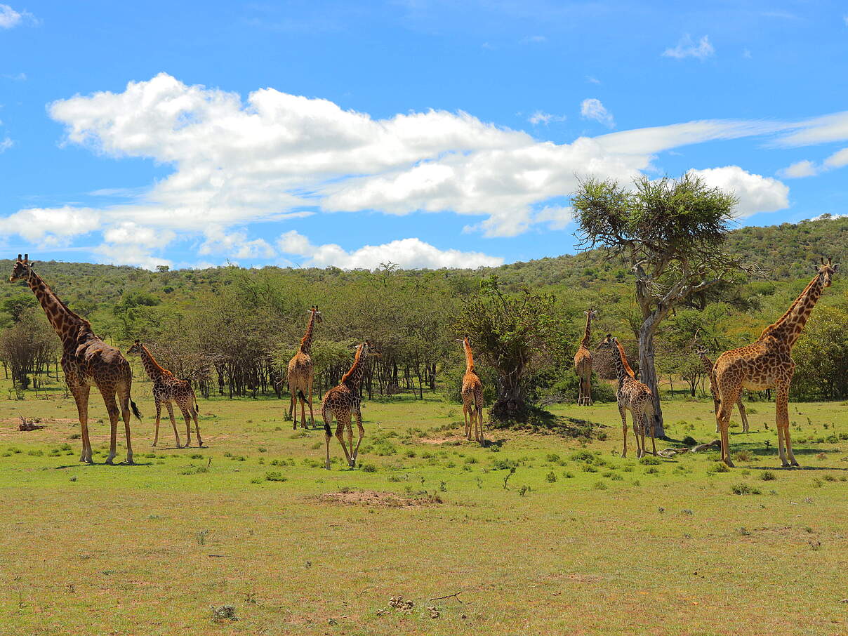 Giraffen in der Ripoi-Conservancy
