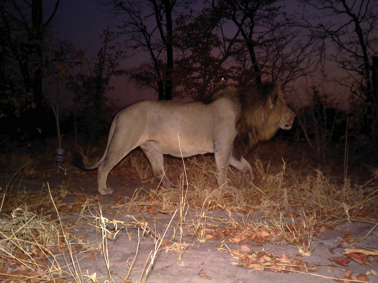 Löwen-Kamerafallenbilder aus dem Mudumu Nationalpark, Region Sambesi, Nordosten Namibia © Kwando Carnivore Project