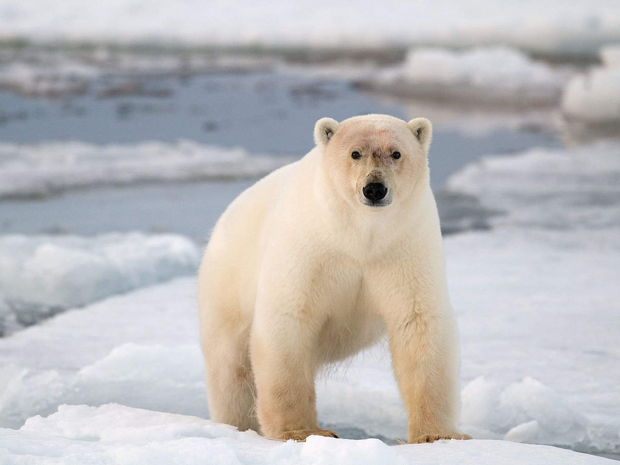Eisbär (Ursus maritimus) im norwegischen Spitzbergen © Steve Morello / WWF