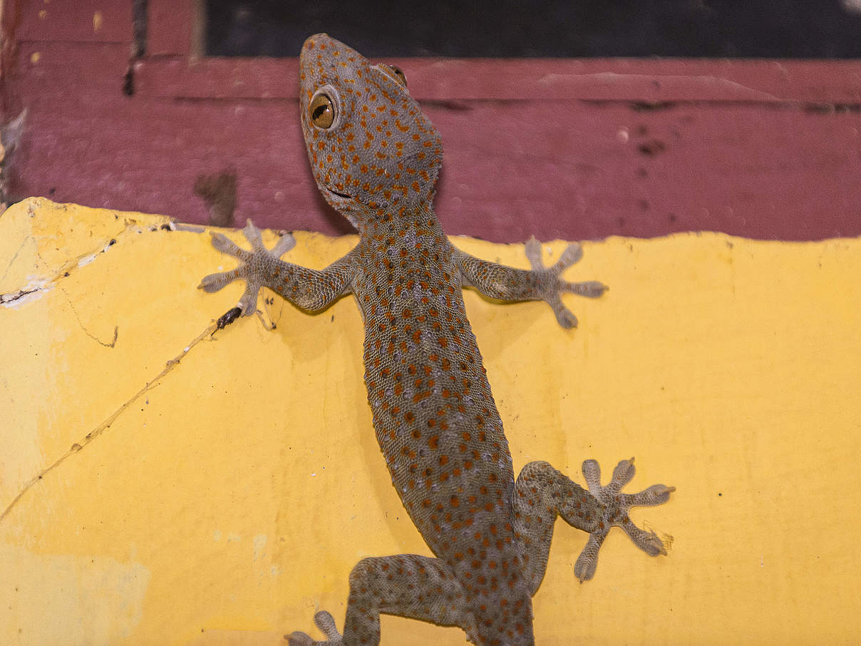 Tokeh Gecko © Ola Jennersten / WWF-Schweden
