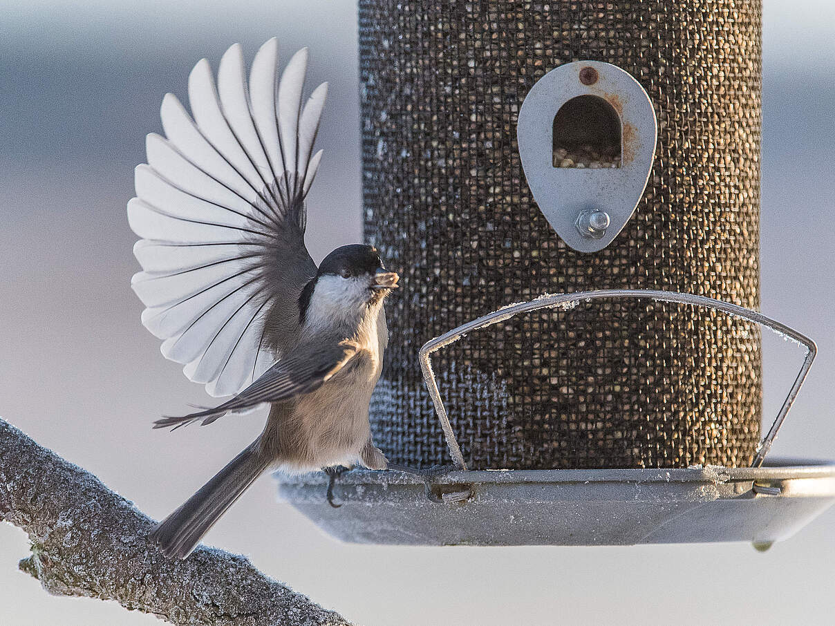 Weidenmeise am Futterspender 