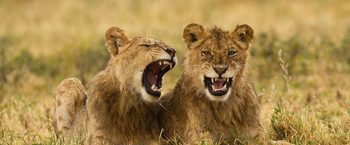 Zwei Löwen in Tansania © Lyle Wood
