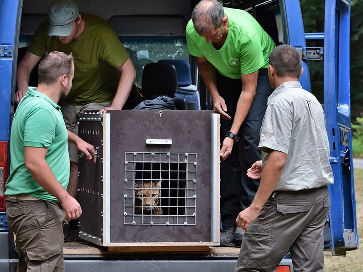 Luchs wird abtransportiert © Martin Greve