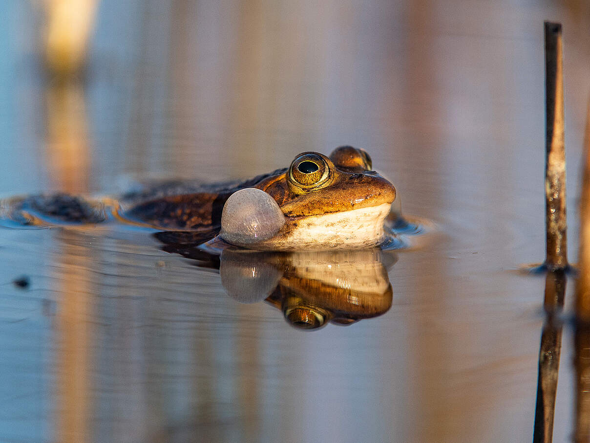 Quakender Kleiner Wasserfrosch 